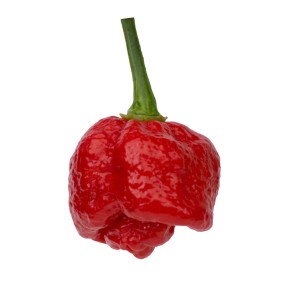 Trinidad Moruga Scorpion (Super Hot)